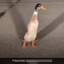 Skaviar