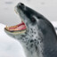 Seal!