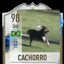 CACHORRO