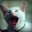 tom_le_chat