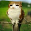 meowl