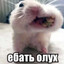 Avatar of player крутой хомяк