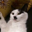 Adolf Kitler