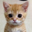 el gato