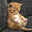 GoldFishKitten