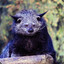 Binturong