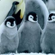 ☜Pingvin3n☞