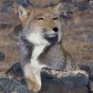 白给的一絜筱咸鱼