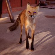 Emaciated Fox