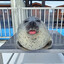 Pubert