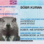 kurwa