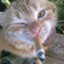 gato fumante da suécia