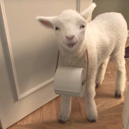 I'm sheep Steam avatar