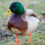 Mallard Duck