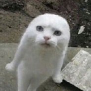 我一顿饭能吃八头牛