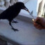 Raven