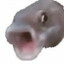 fishywishyW00