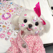 你把牛至给漏了嗷？