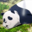 Thicc Panda