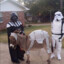 Revenge of Donkey