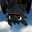 Toothless