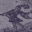 The Fool