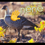 Hawai'i's Cringe Ass Nene Goose