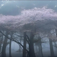 фотосинтез