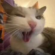 宇宙第一喵喵激推