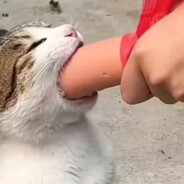 我恨不得把心掏出来给你当跳蛋