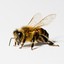 Bumble