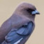 Birdy Woodswallow