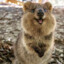 quokka