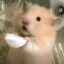 ももこ