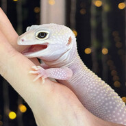 Аргонианка Жена Цири