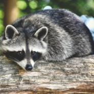 raccoon