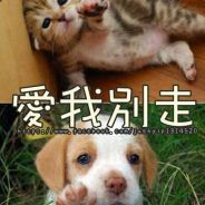 一堆网友-菜鸟-装-牛逼-Quited-