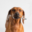 Mr.Weed