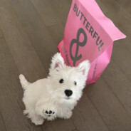 西高地喜欢吃炸薯条