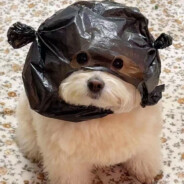 开心的蓝色汉堡