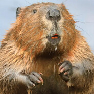 Beaver