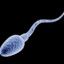 Sperm cell