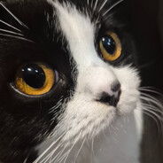 whyfai