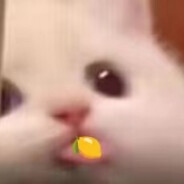 Sad Lemon Cat