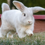 rabbit