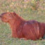 Capybara405