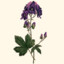 aconitum07