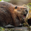 Beaver