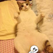 el RuoJi esta mi amigo