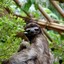 Sexy Sloth